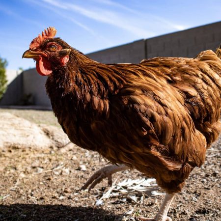 pexels-maxine-novick-3632586